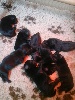  - Une portée exceptionnelle : 8 chiots bien noirs