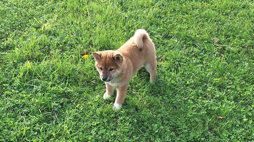 Du sceau-imperial - Chiot disponible  - Shiba