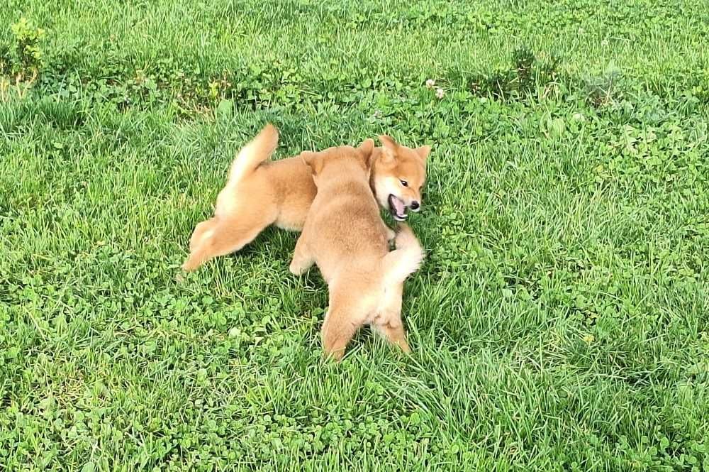 Du sceau-imperial - Chiot disponible  - Shiba