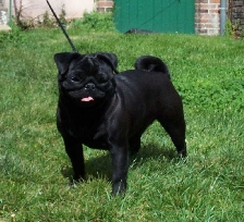 CH. Rösty Du chevalier de saint maxime