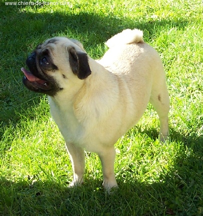 Pugbully Dizzie miss lizzie (dit toffee)