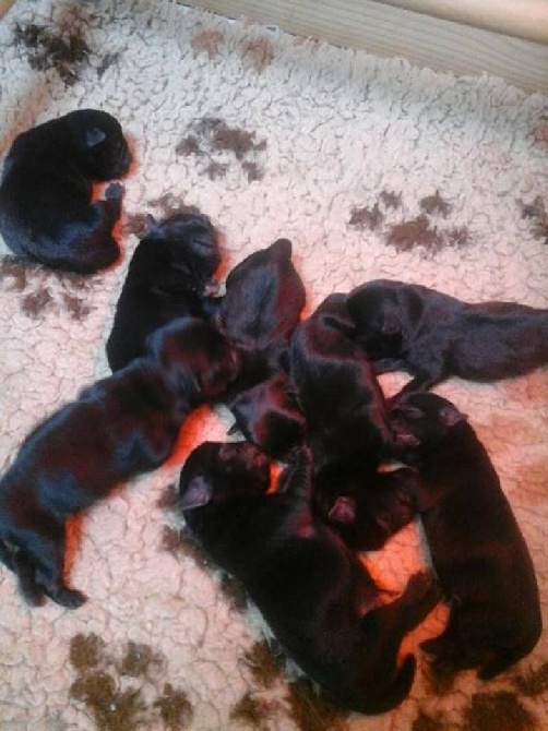 Une portée exceptionnelle : 8 chiots bien noirs