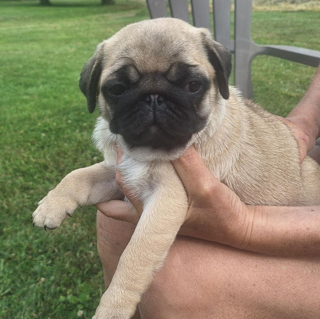 Du sceau-imperial - Chiots disponibles - Carlin