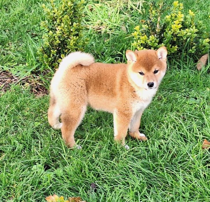 Du sceau-imperial - Chiots disponibles - Shiba