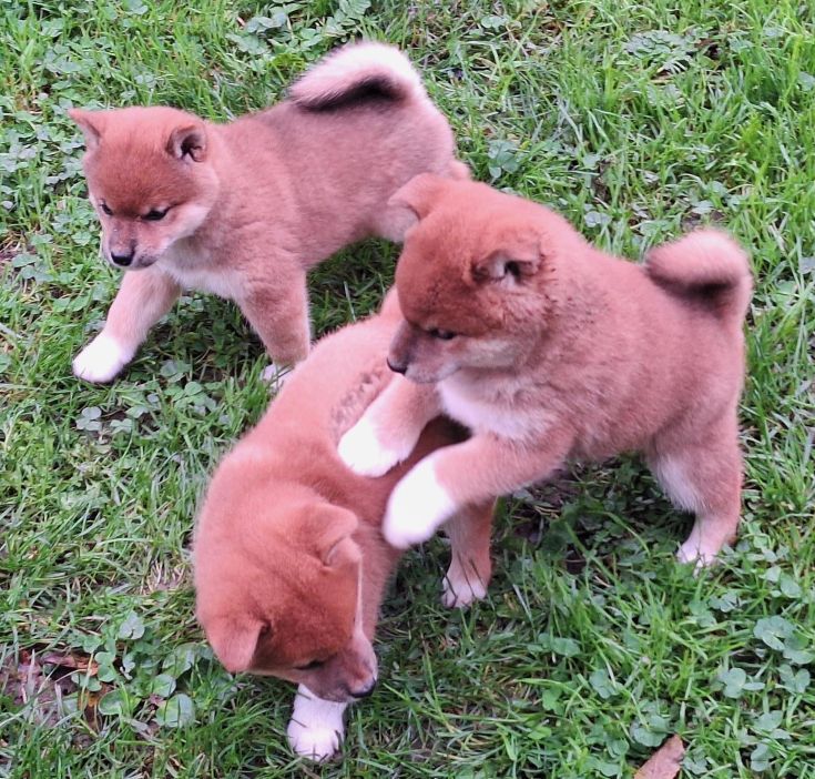 Chiot Shiba Du sceau-imperial