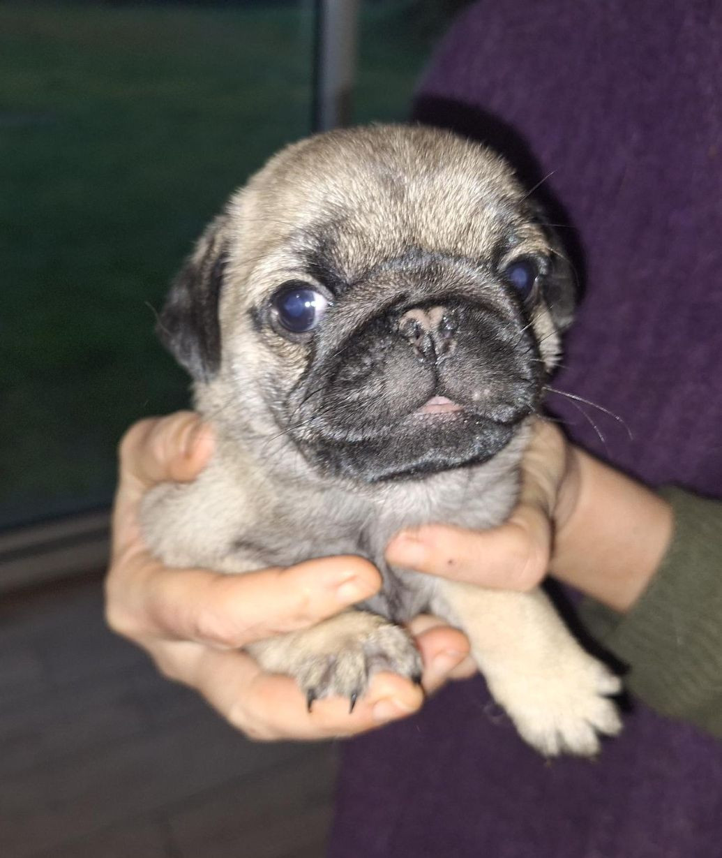 Du sceau-imperial - Chiots disponibles - Carlin