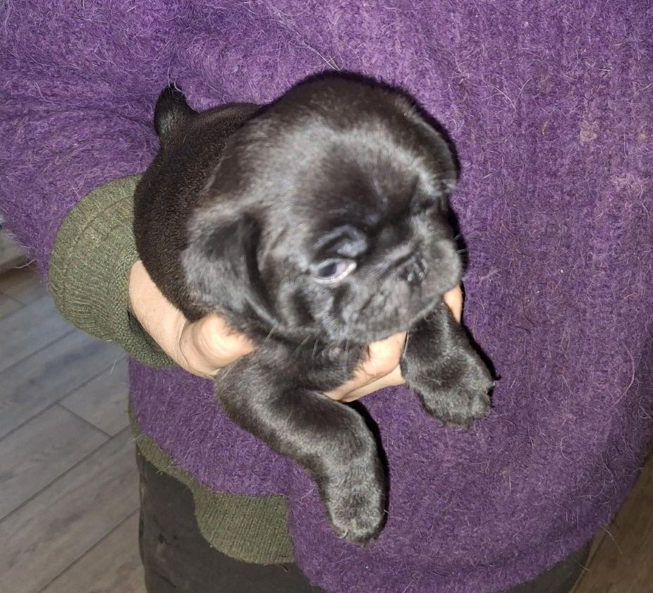 Du sceau-imperial - Chiots disponibles - Carlin