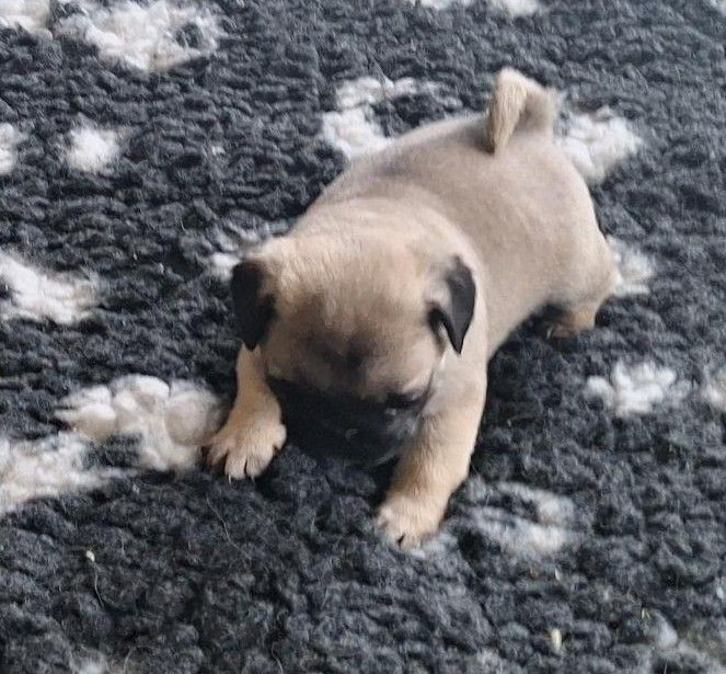 Du sceau-imperial - Chiots disponibles - Carlin