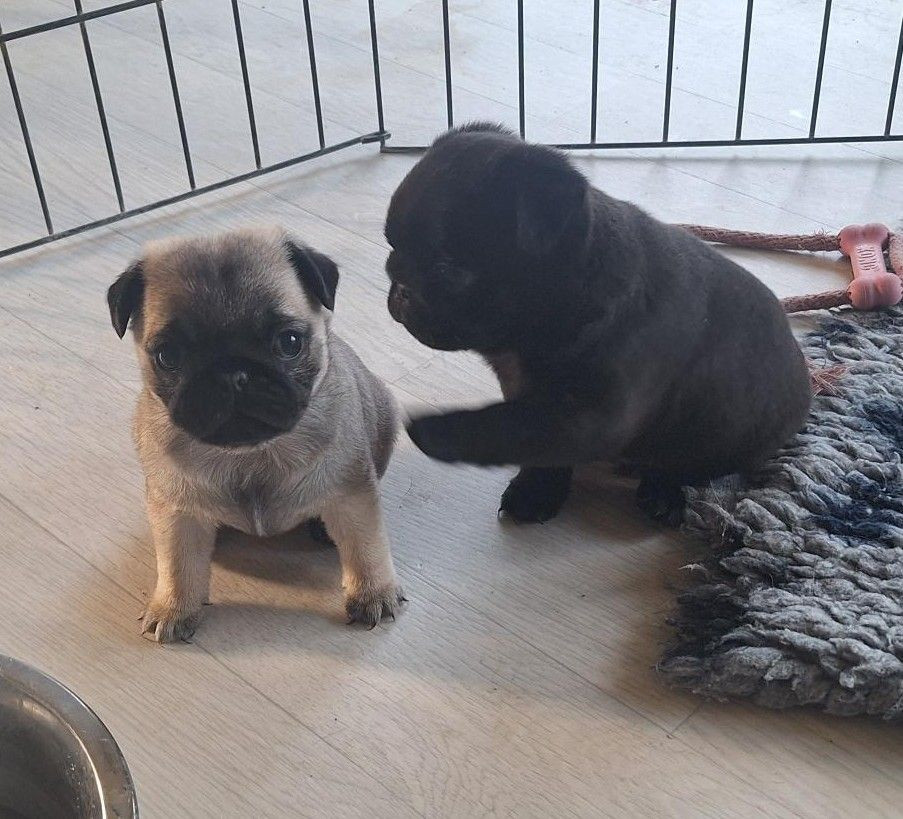 Chiot Carlin Du sceau-imperial