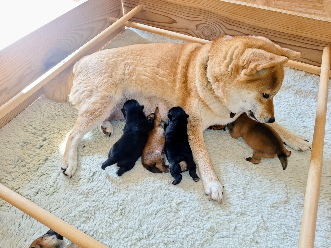 Chiot Shiba Du sceau-imperial