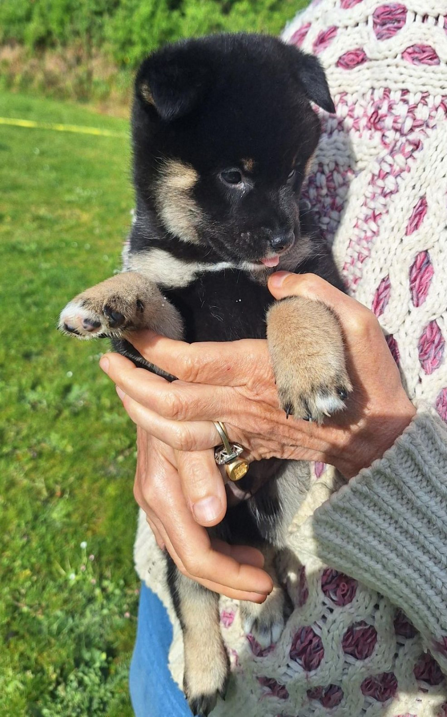 Du sceau-imperial - Chiots disponibles - Shiba