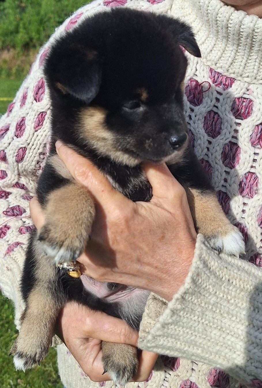 Du sceau-imperial - Chiots disponibles - Shiba