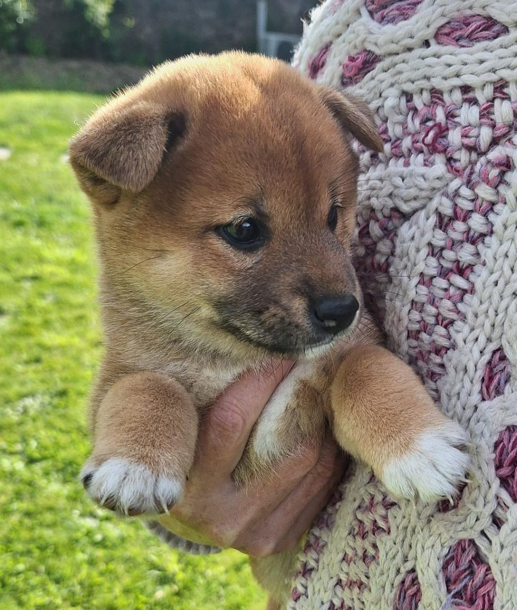 Du sceau-imperial - Chiots disponibles - Shiba