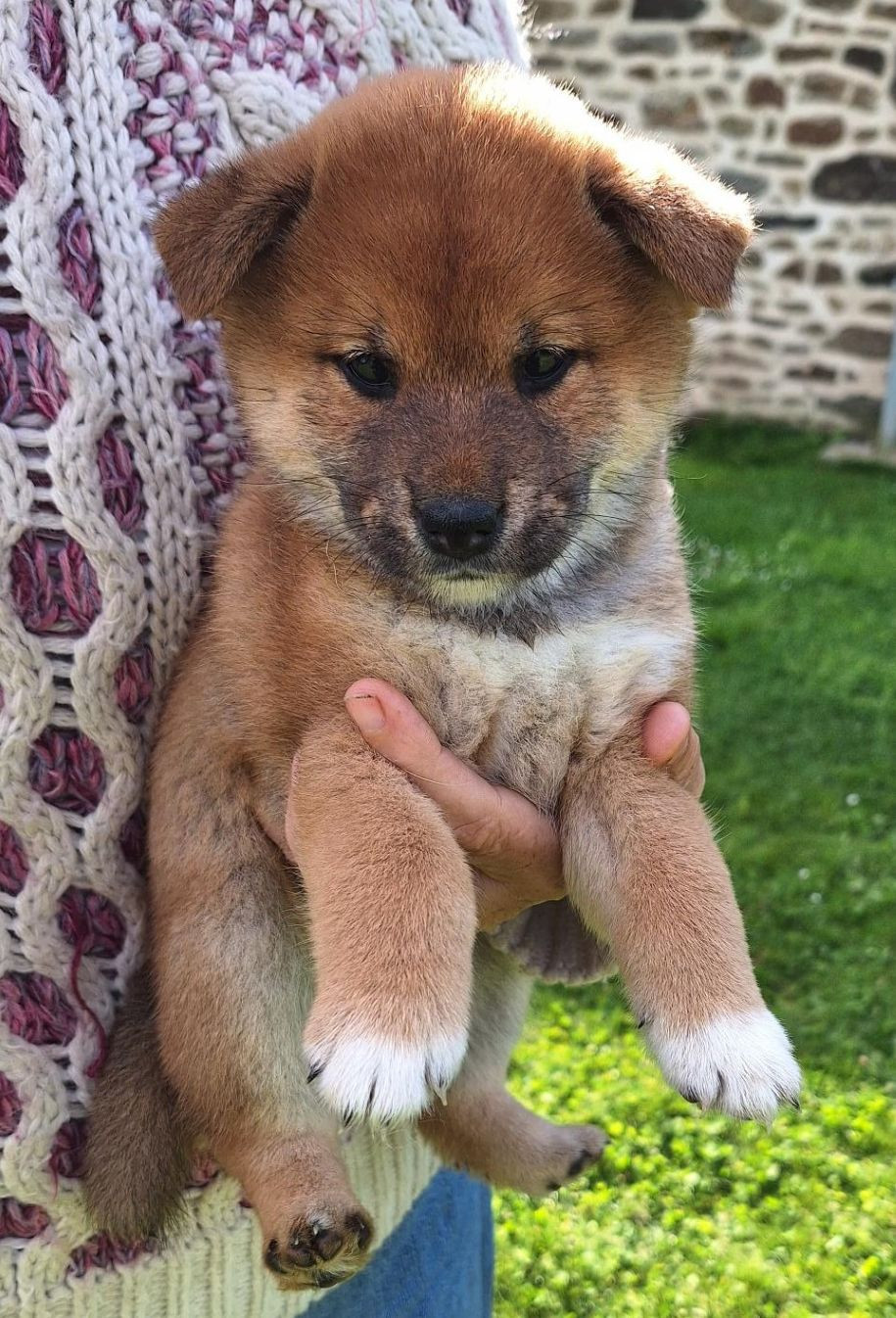 Du sceau-imperial - Chiots disponibles - Shiba