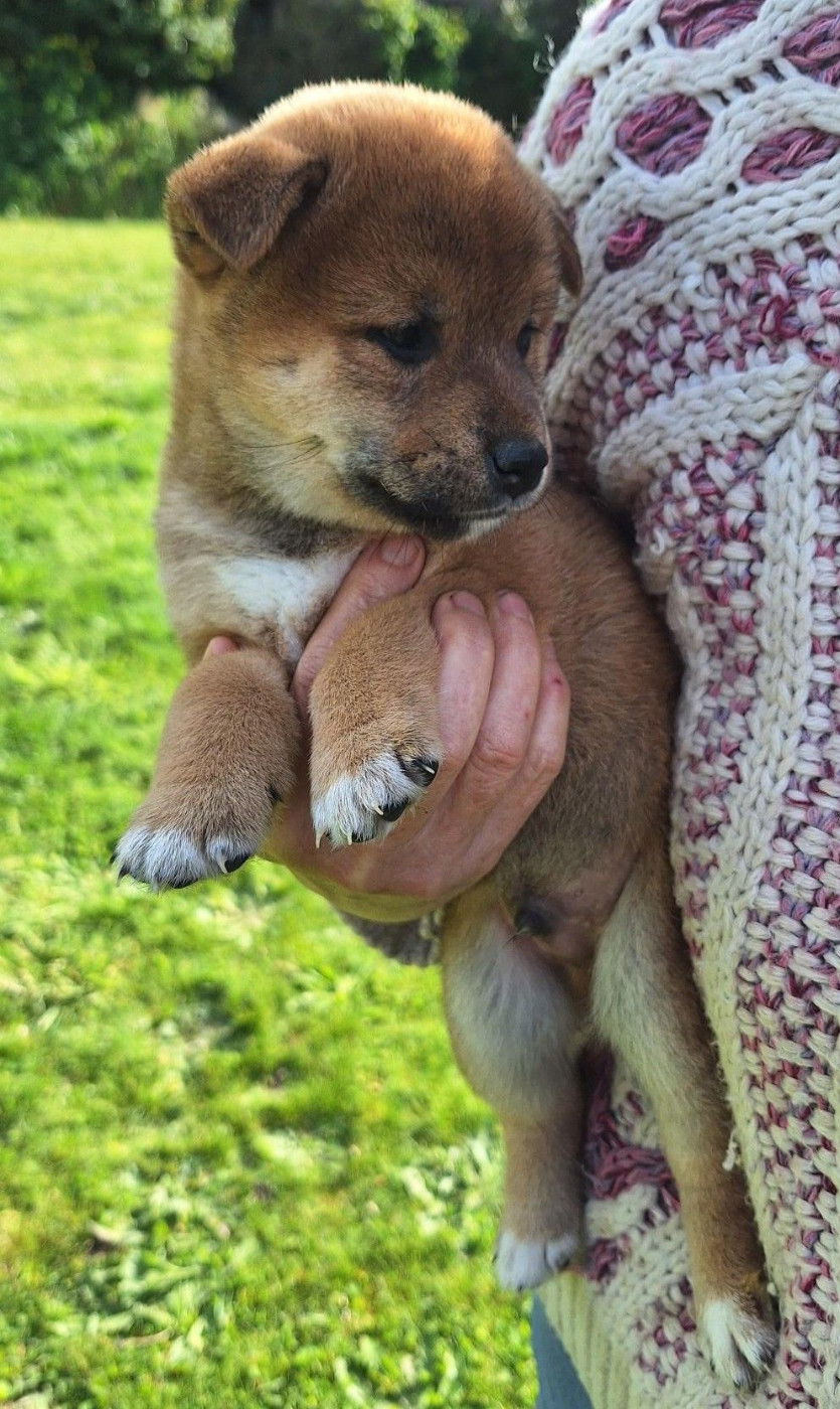 Du sceau-imperial - Chiots disponibles - Shiba