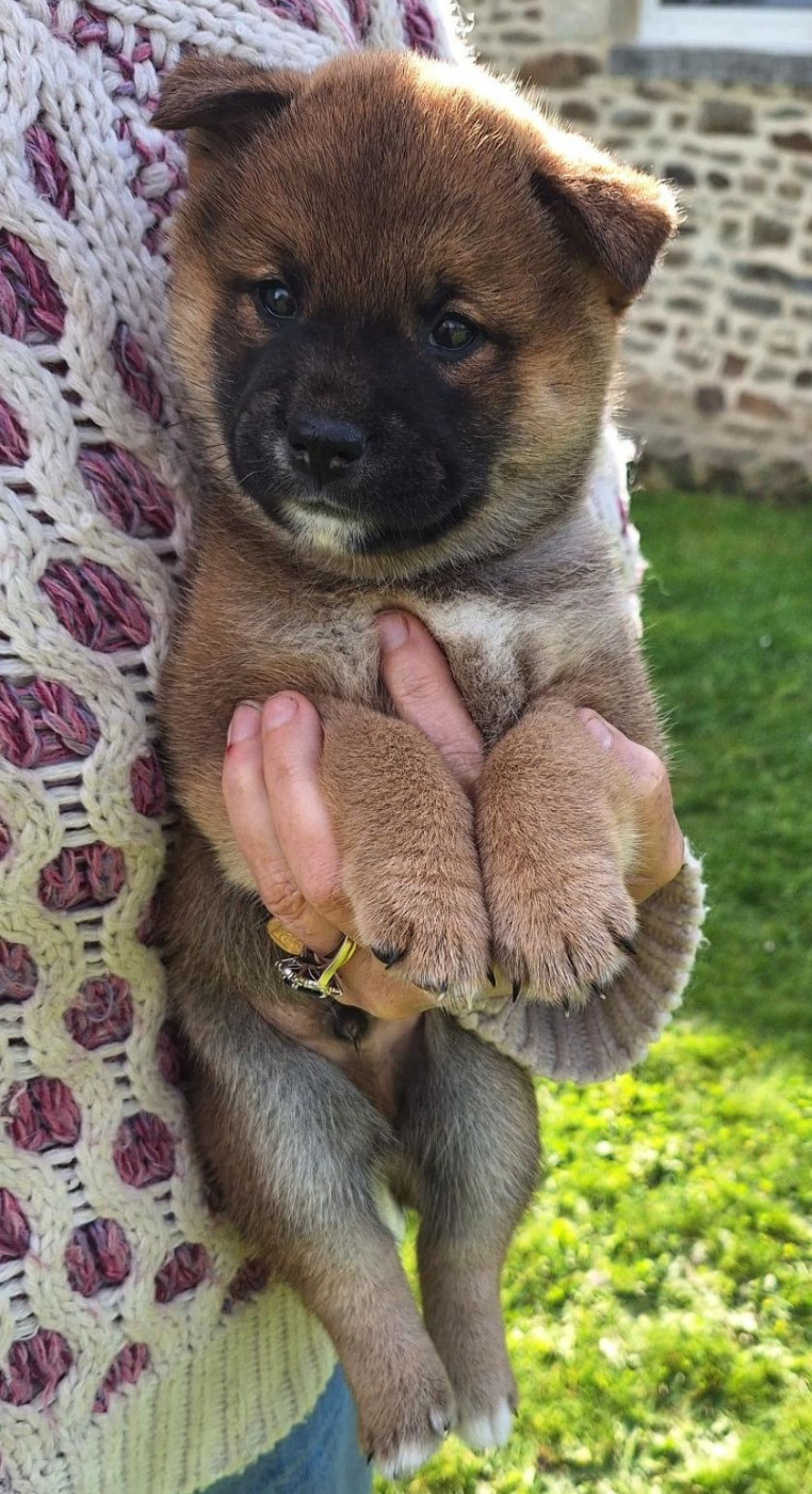 Du sceau-imperial - Chiots disponibles - Shiba