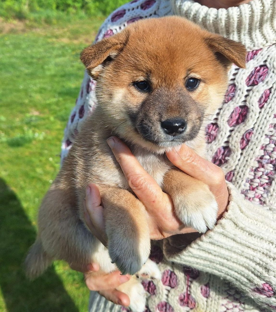 Du sceau-imperial - Chiots disponibles - Shiba