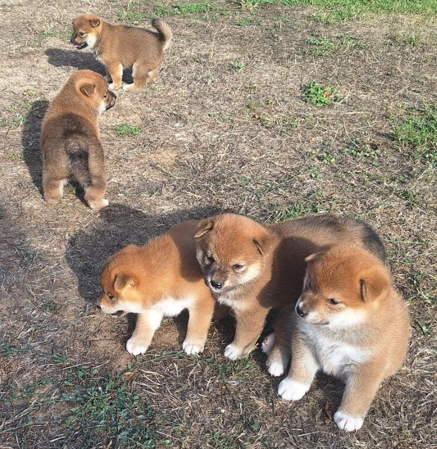 Du sceau-imperial - Chiots disponibles - Shiba