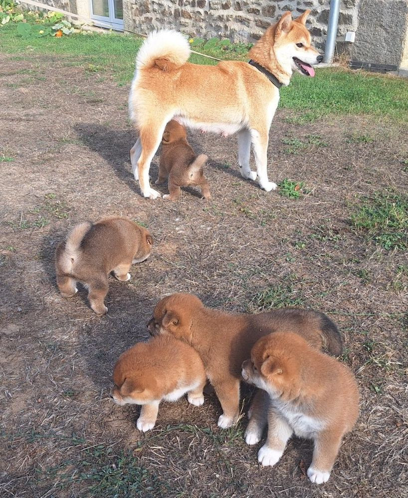 Chiot Shiba Du sceau-imperial