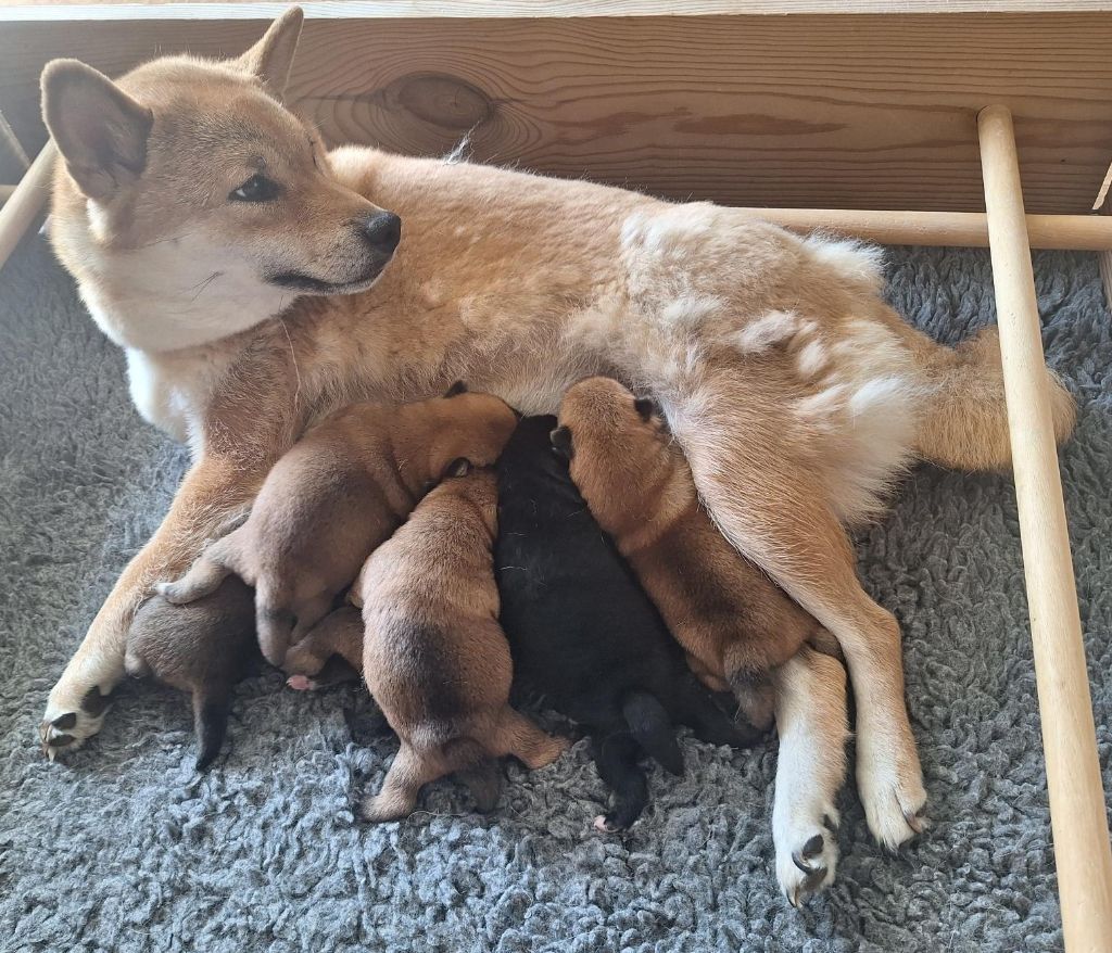 Chiot Shiba Du sceau-imperial