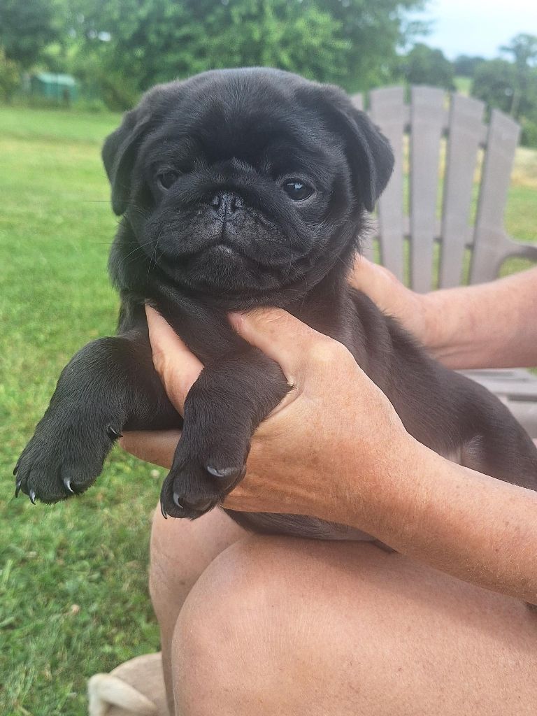 Du sceau-imperial - Chiots disponibles - Carlin
