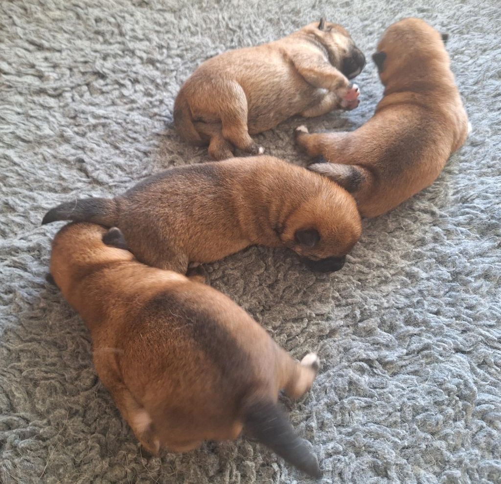 Du sceau-imperial - Chiots disponibles - Shiba