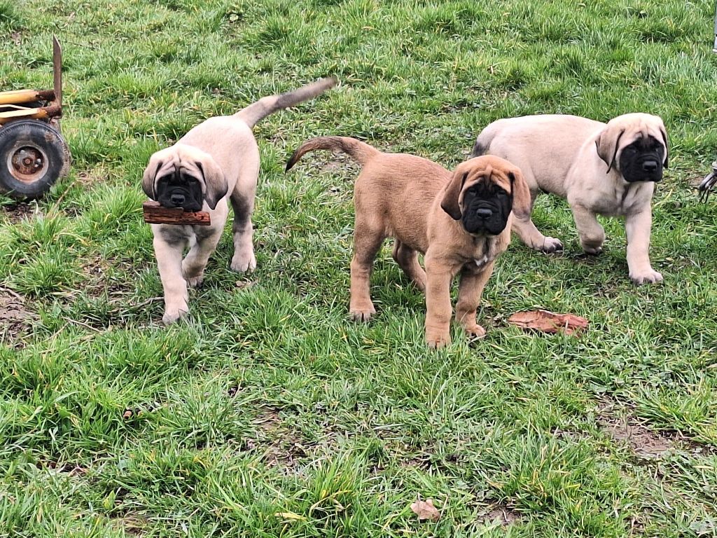 Du sceau-imperial - Mastiff - Portée née le 15/12/2024