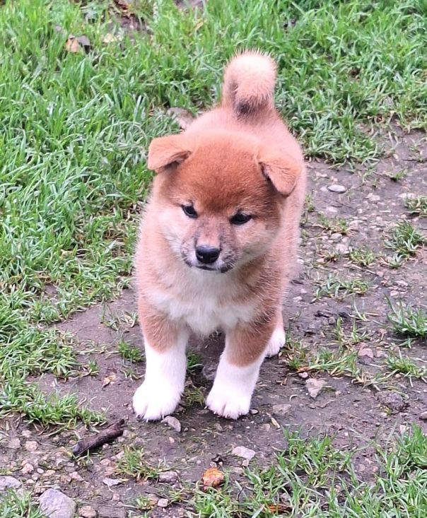 Du sceau-imperial - Chiots disponibles - Shiba