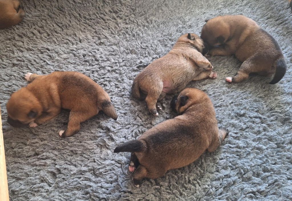 Du sceau-imperial - Chiots disponibles - Shiba