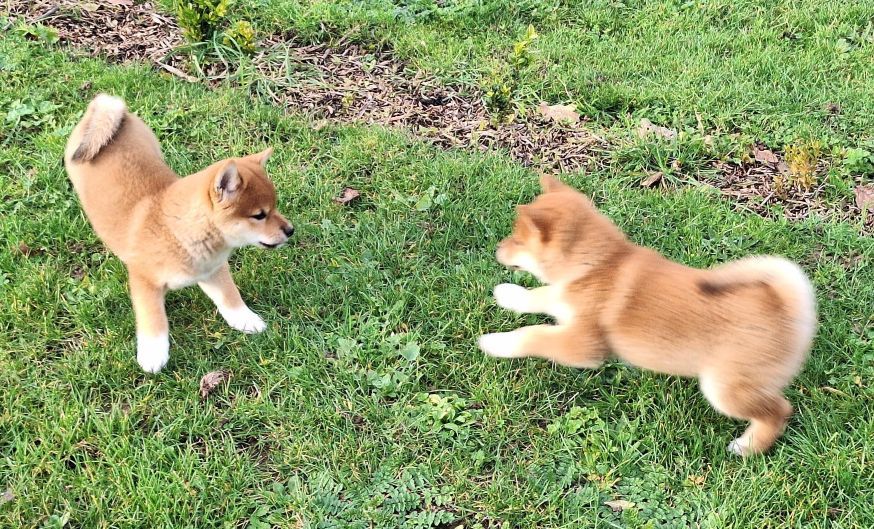 Chiot Shiba Du sceau-imperial