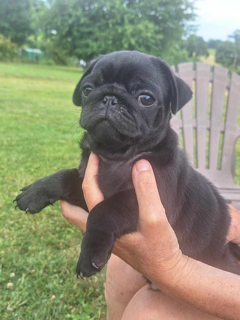 Du sceau-imperial - Chiots disponibles - Carlin