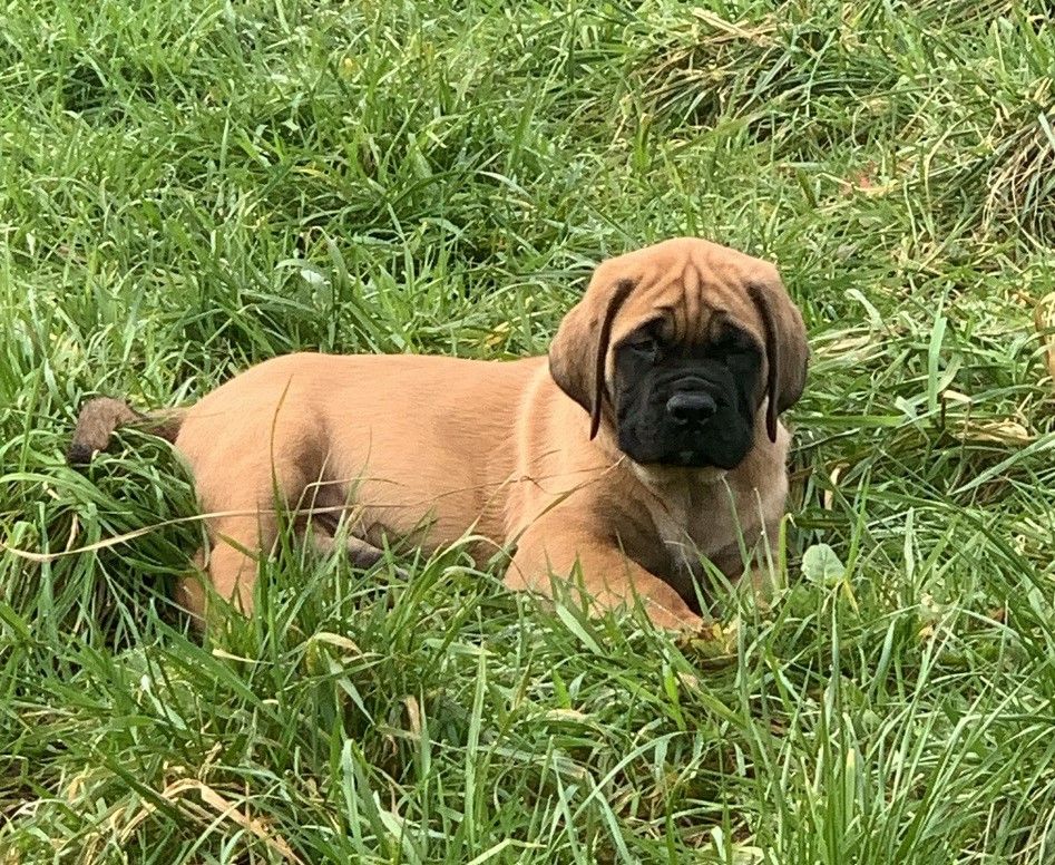 Du sceau-imperial - Chiots disponibles - Mastiff