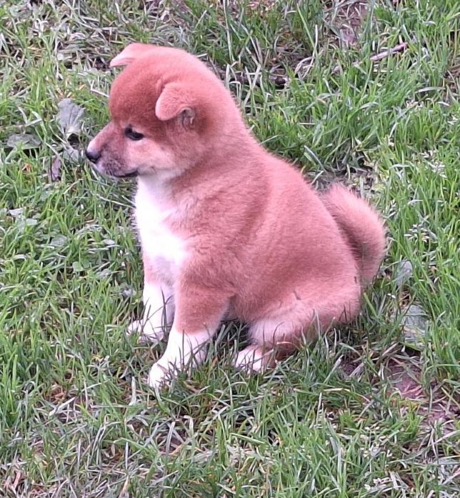 Du sceau-imperial - Chiots disponibles - Shiba