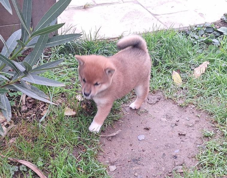 Du sceau-imperial - Chiots disponibles - Shiba